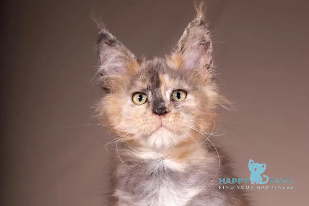 Ariel Maine Coon female black tortie spotted tabby live animals