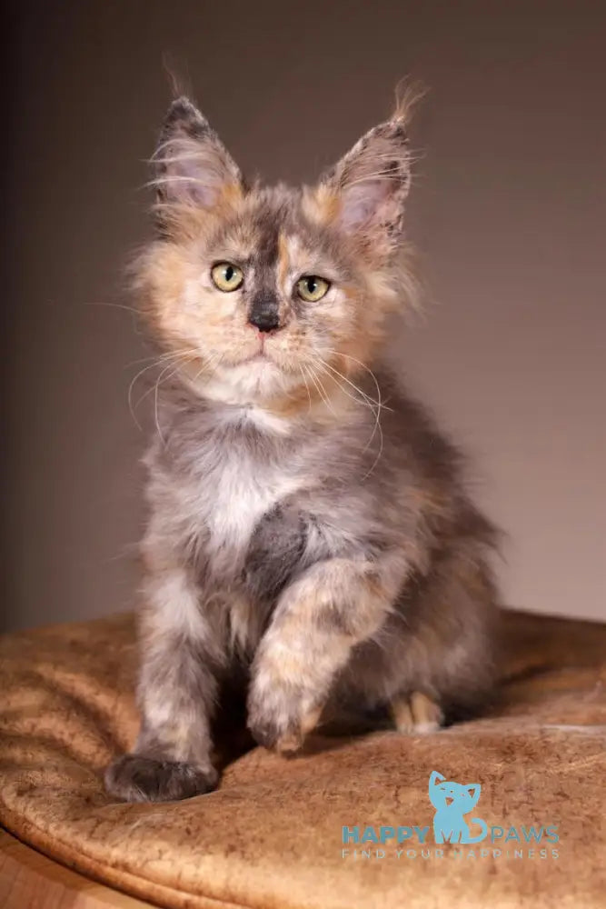 Ariel Maine Coon female black tortie spotted tabby live animals