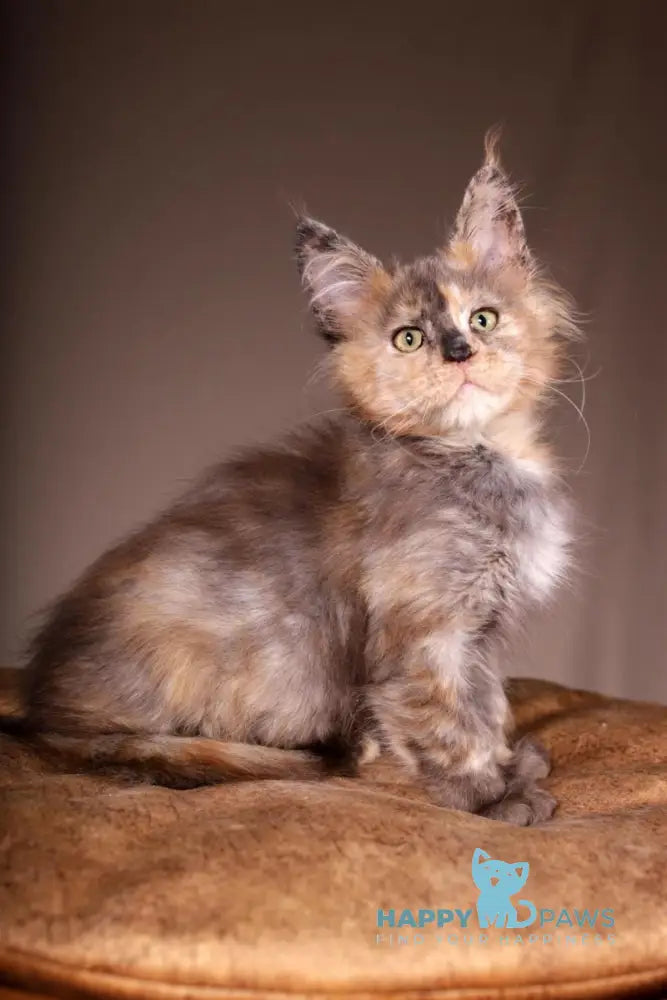 Ariel Maine Coon female black tortie spotted tabby live animals