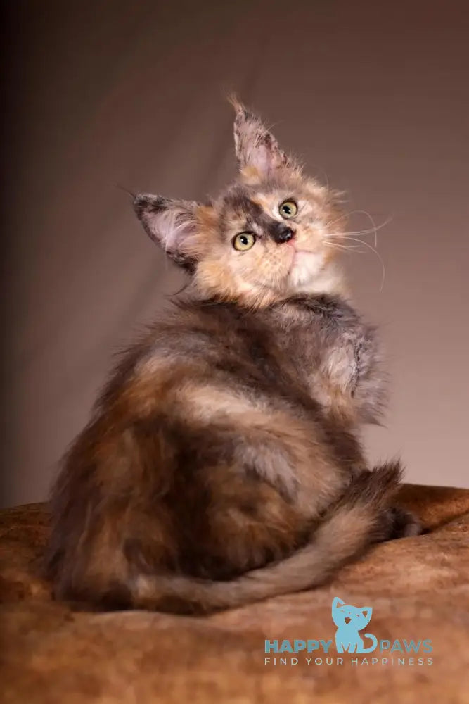 Ariel Maine Coon female black tortie spotted tabby live animals