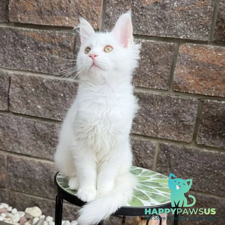 Ariel Maine Coon male white - live animals