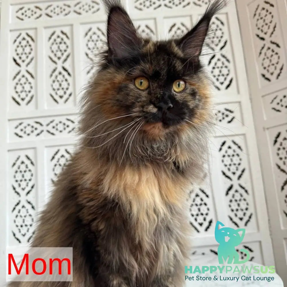 Ariel Maine Coon male white - live animals