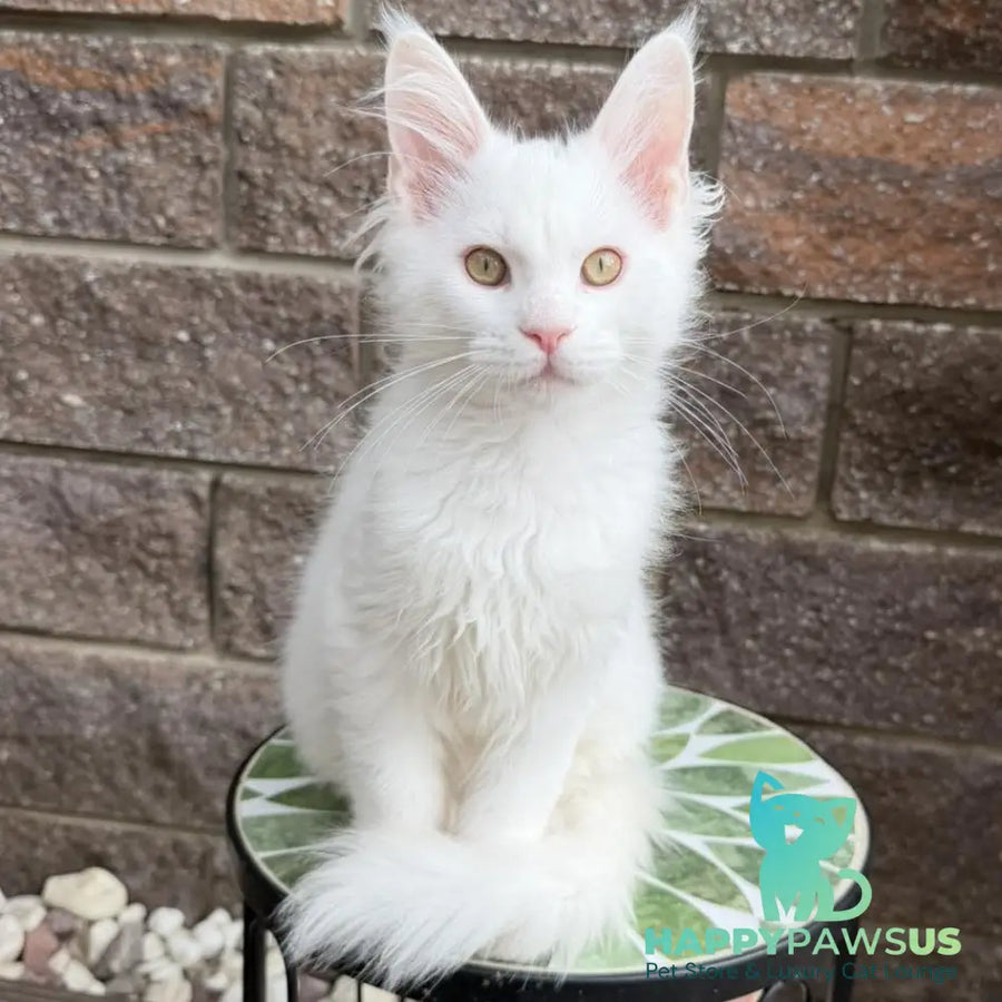 Ariel Maine Coon male white - live animals