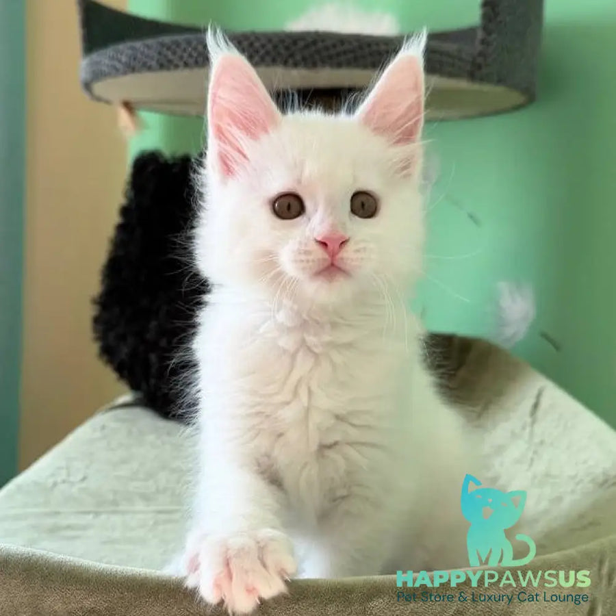 Ariel Maine Coon male white - live animals
