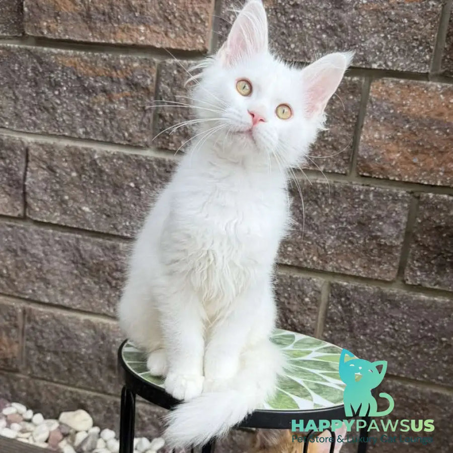 Ariel Maine Coon male white - live animals