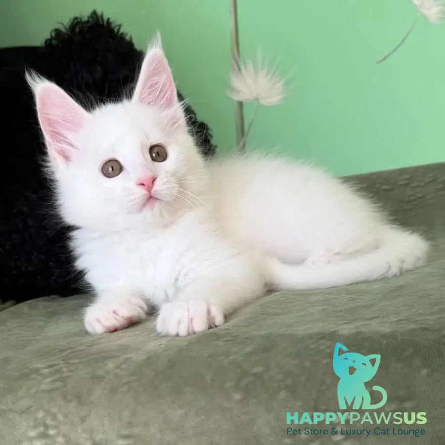 Ariel Maine Coon male white - live animals