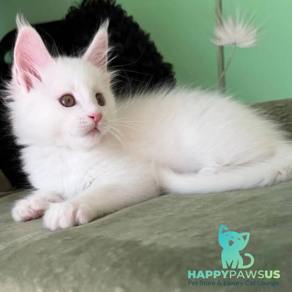 Ariel Maine Coon male white - live animals