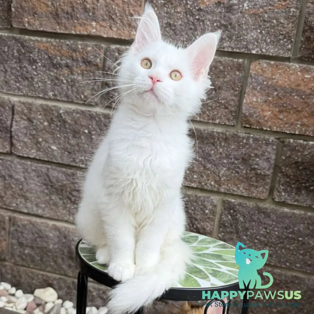 Ariel Maine Coon male white - live animals