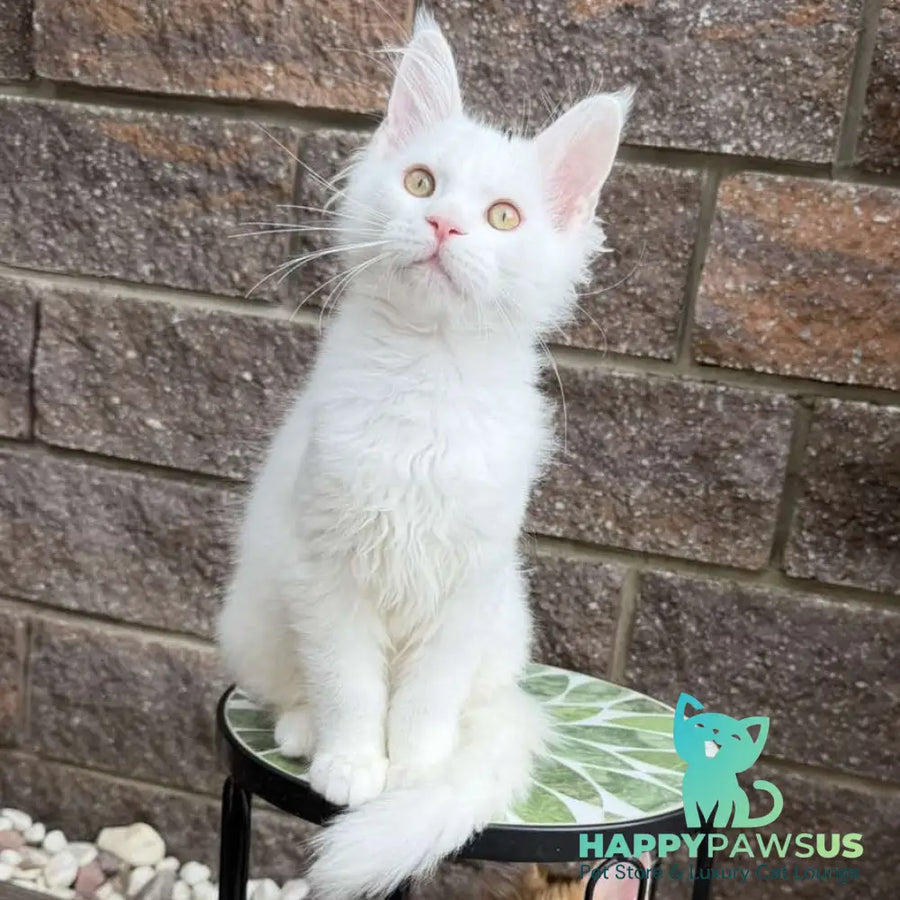 Ariel Maine Coon male white - live animals