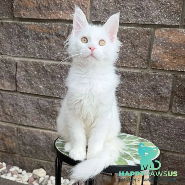 Ariel Maine Coon male white - live animals
