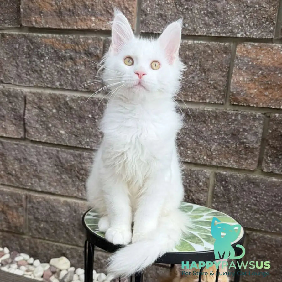 Ariel Maine Coon male white - live animals