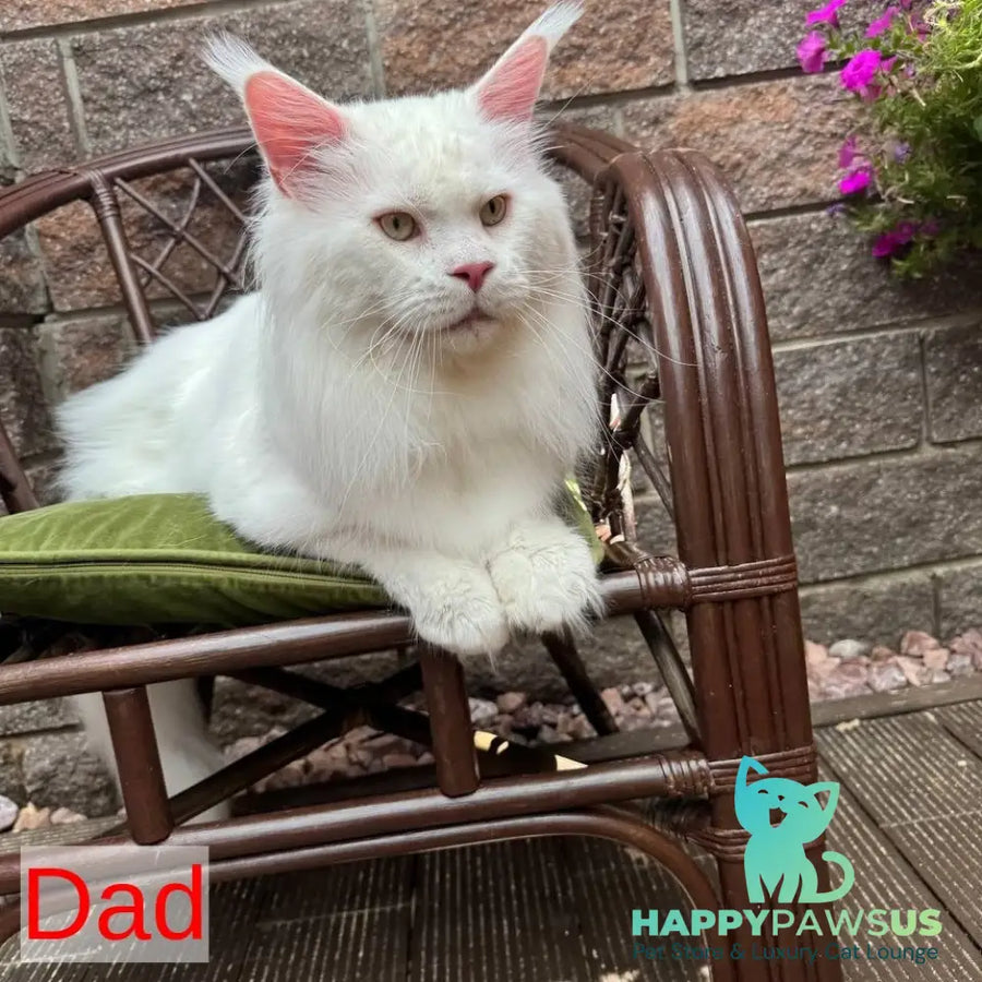 Ariel Maine Coon male white - live animals