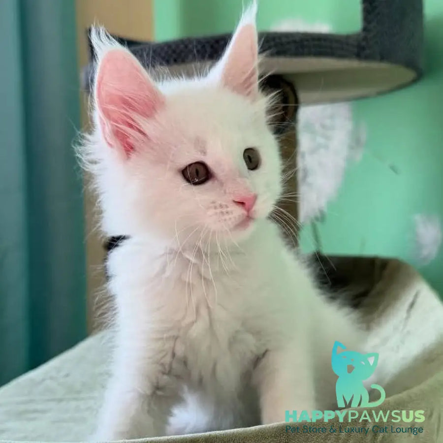 Ariel Maine Coon male white - live animals