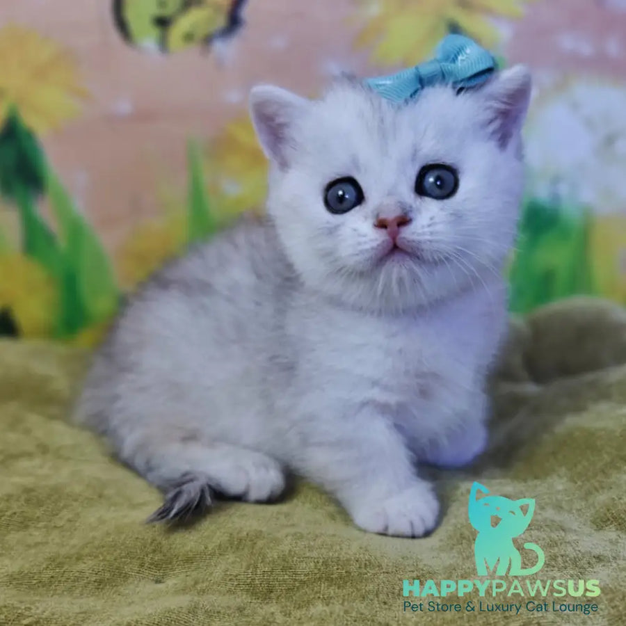 Ariel Munchkin female black silver spotted tabby - live animals