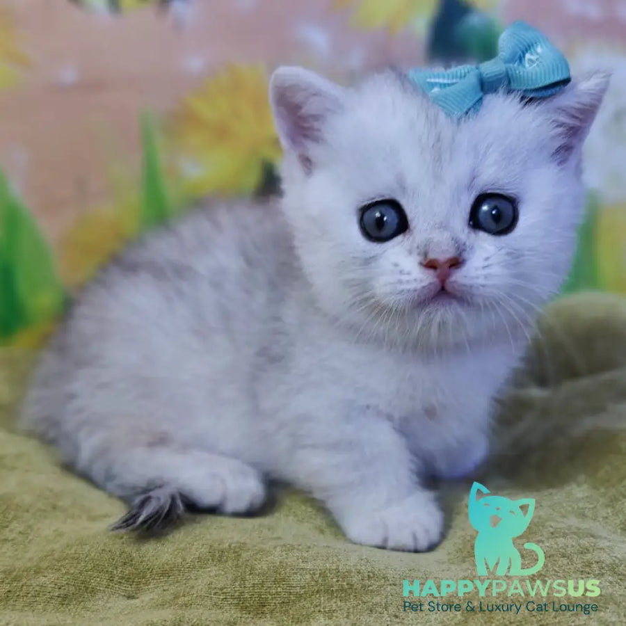 Ariel Munchkin female black silver spotted tabby - live animals