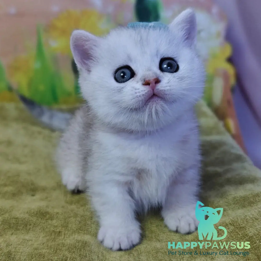Ariel Munchkin female black silver spotted tabby - live animals
