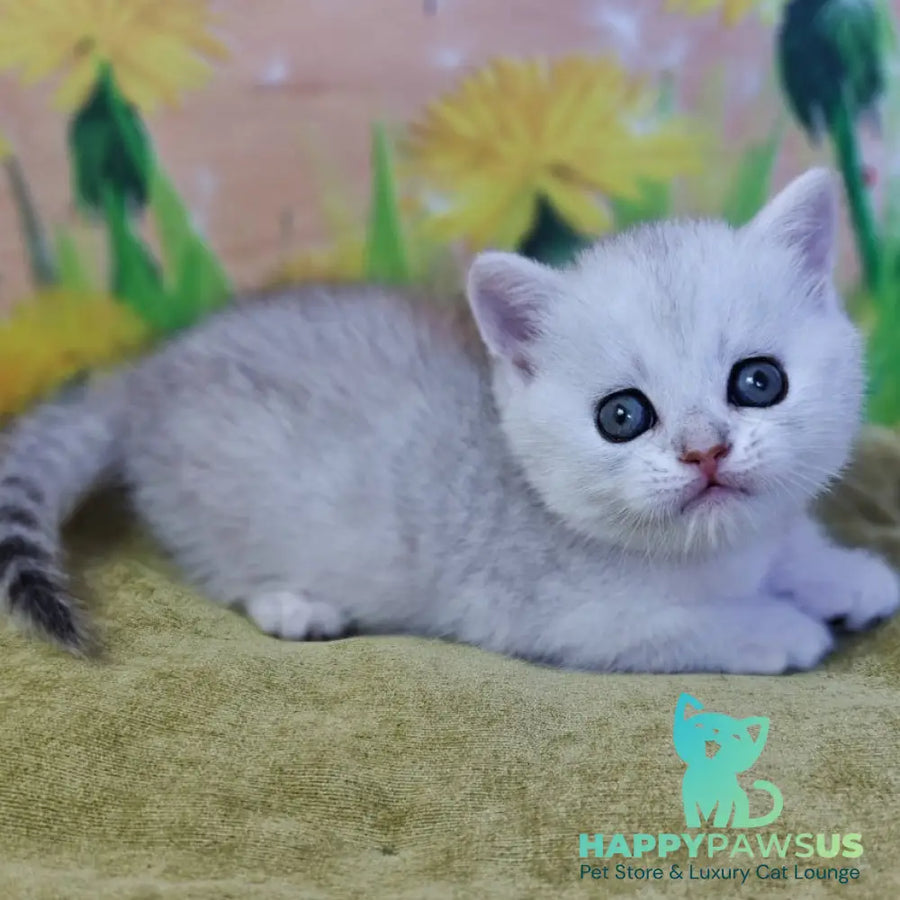 Ariel Munchkin female black silver spotted tabby - live animals