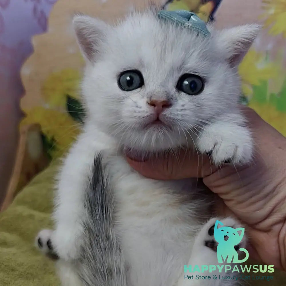 Ariel Munchkin female black silver spotted tabby - live animals