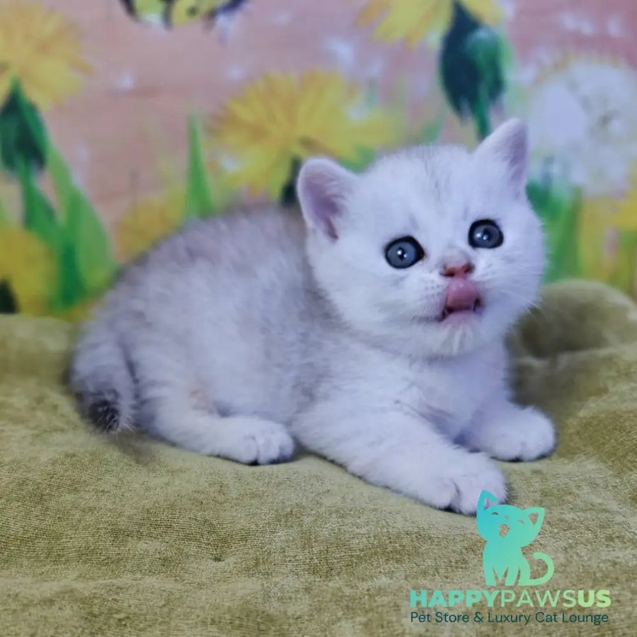 Ariel Munchkin female black silver spotted tabby - live animals
