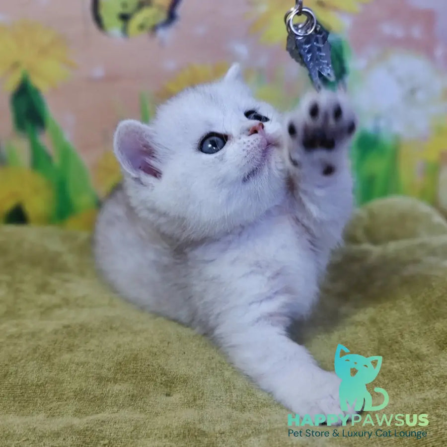 Ariel Munchkin female black silver spotted tabby - live animals