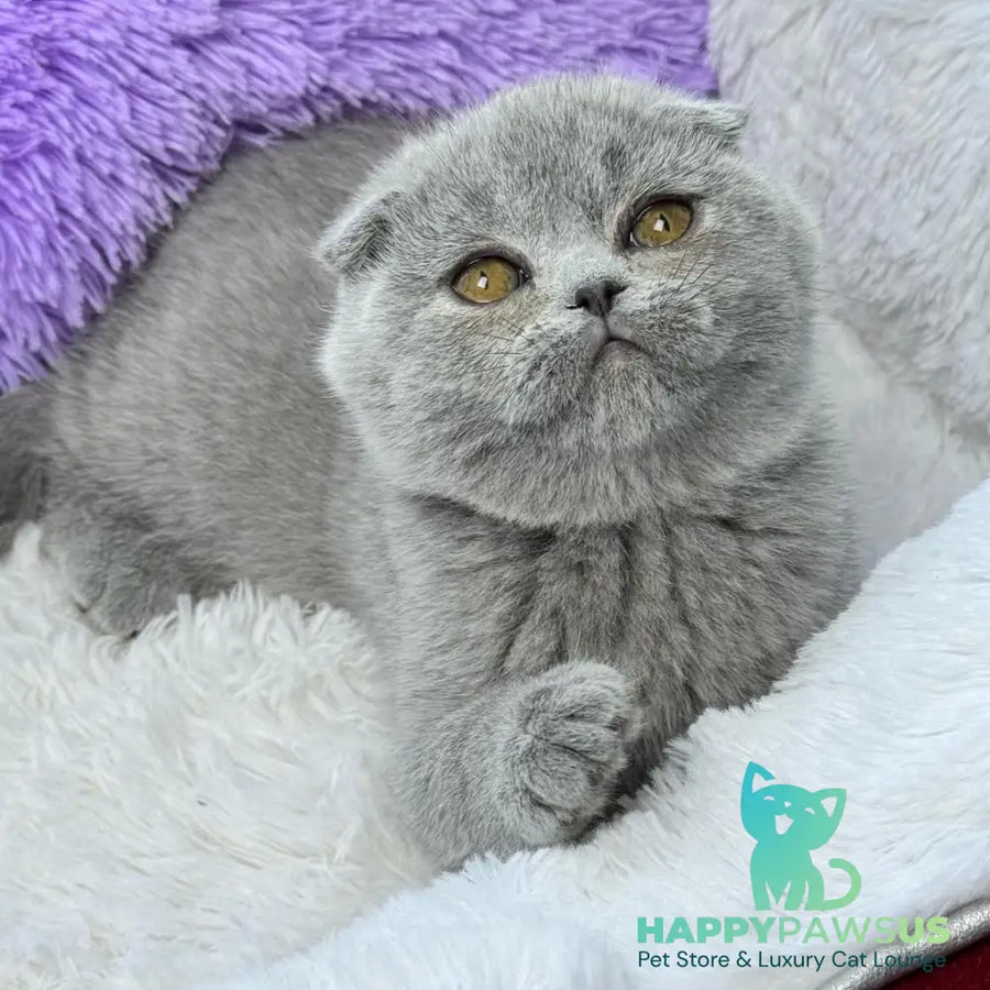 Ariel Scottish Fold female blue - live animals