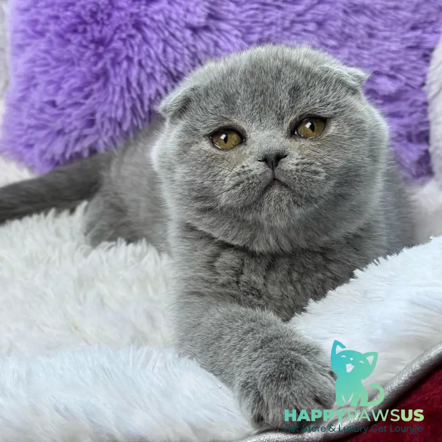 Ariel Scottish Fold female blue - live animals