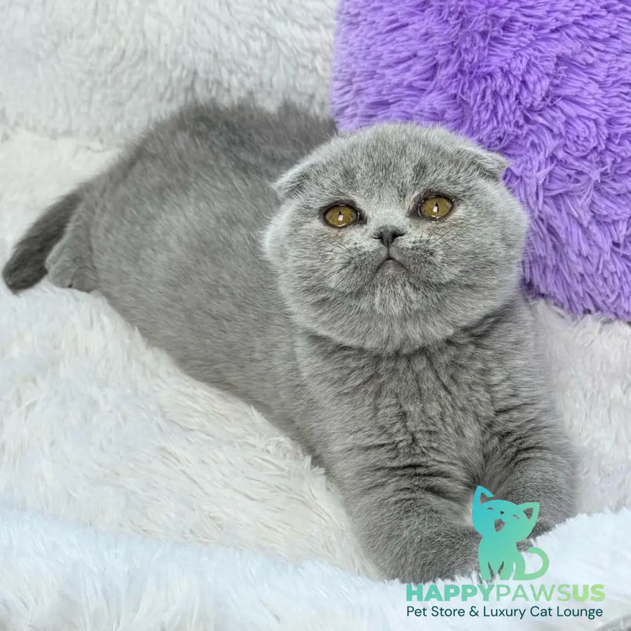 Ariel Scottish Fold female blue - live animals