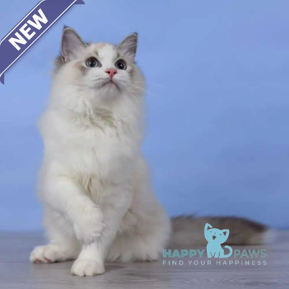 Arielle Ragdoll female black bicolour tabby live animals