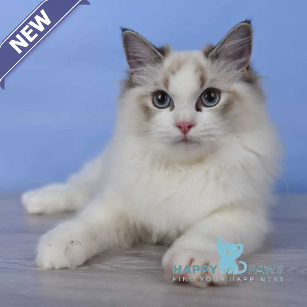 Arielle Ragdoll female black bicolour tabby live animals