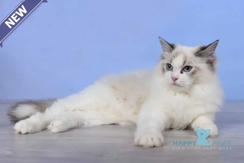 Arielle Ragdoll female black bicolour tabby live animals