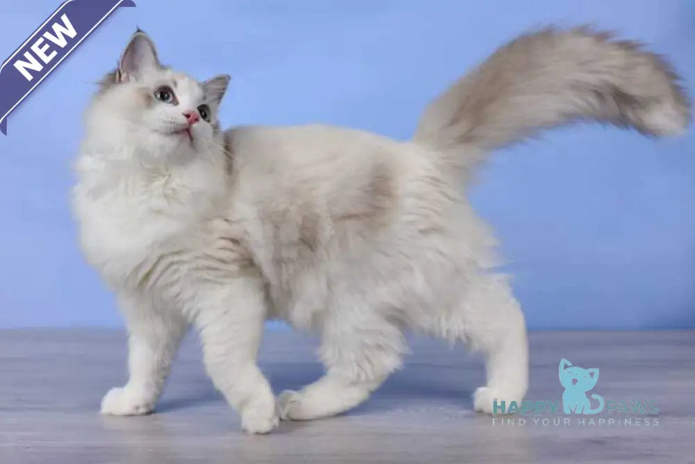 Arielle Ragdoll female black bicolour tabby live animals
