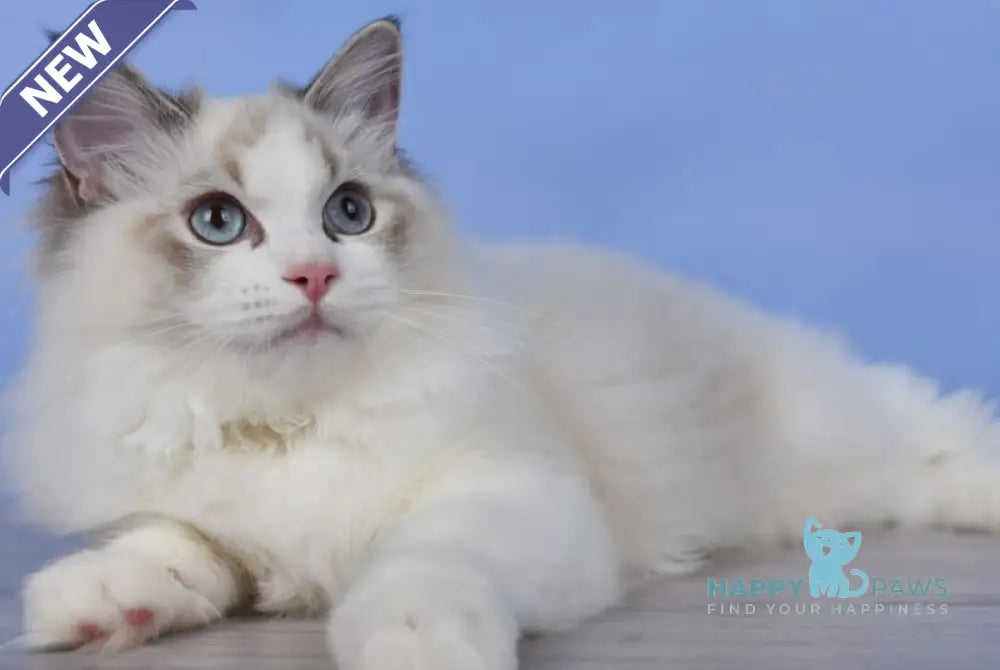 Arielle Ragdoll female black bicolour tabby live animals