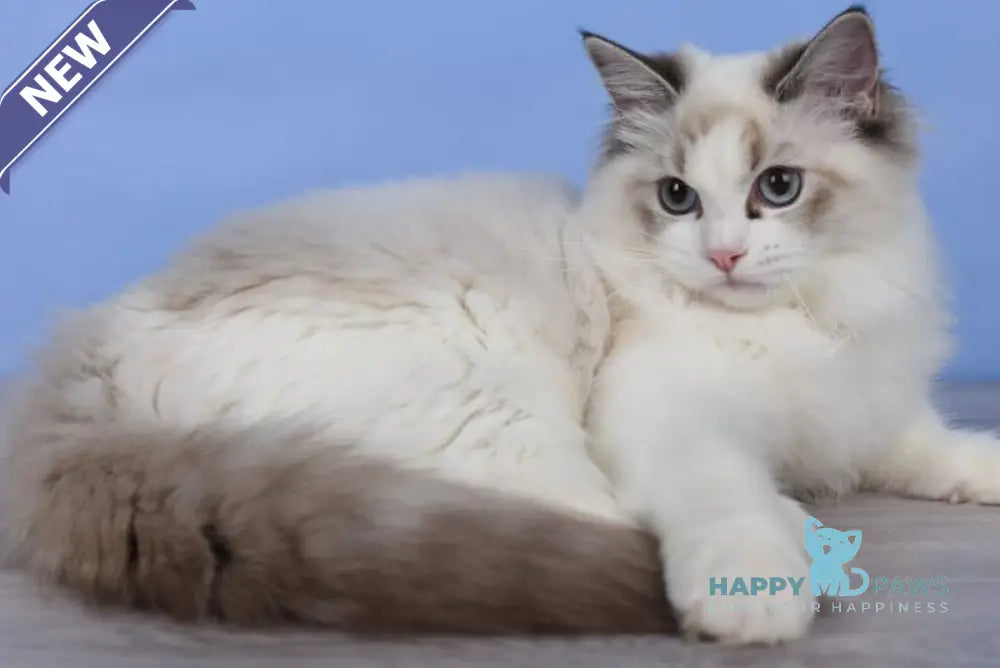 Arielle Ragdoll female black bicolour tabby live animals
