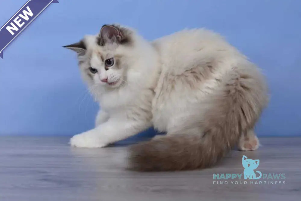 Arielle Ragdoll female black bicolour tabby live animals