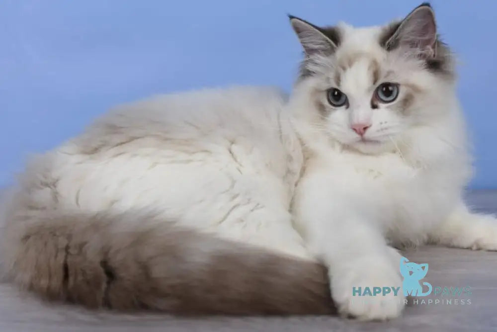 Arielle Ragdoll female black bicolour tabby live animals