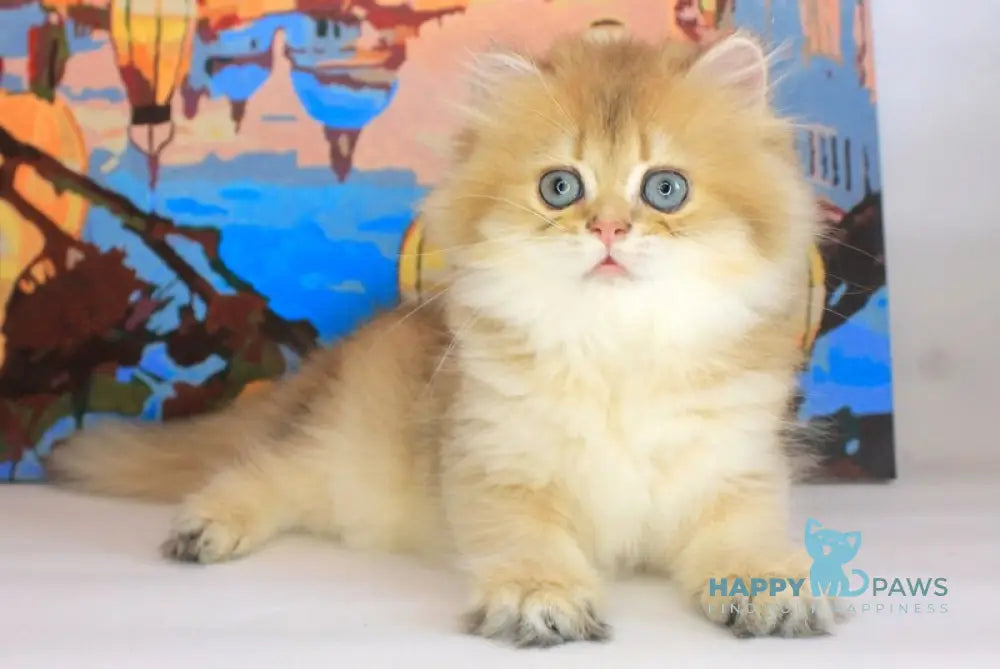 Arina British Longhair female black golden shaded live animals