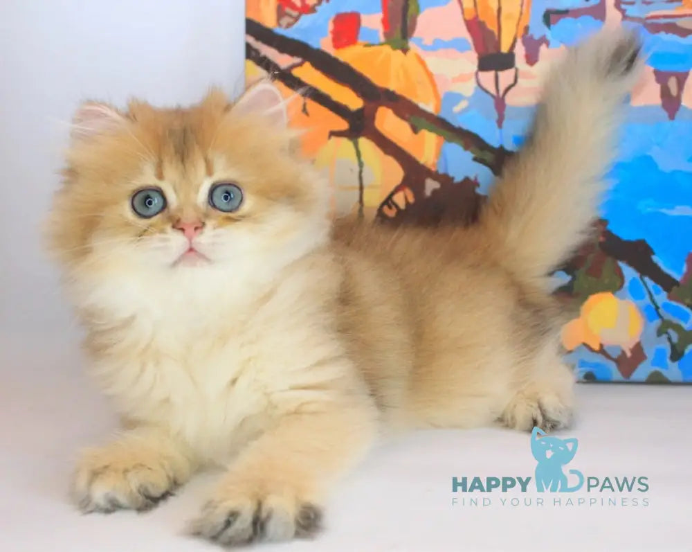 Arina British Longhair female black golden shaded live animals