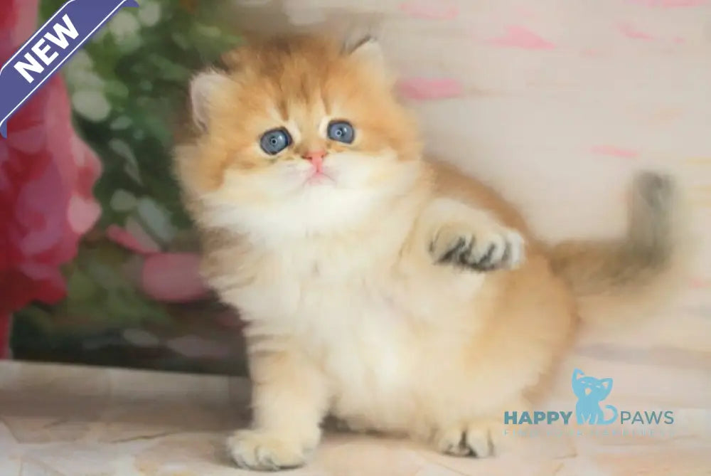 Arina British Longhair female black golden shaded live animals