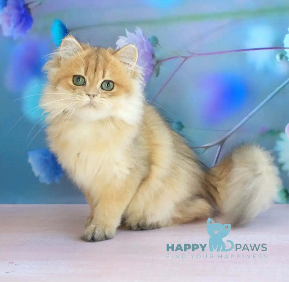 Arina British Longhair female black golden shaded live animals