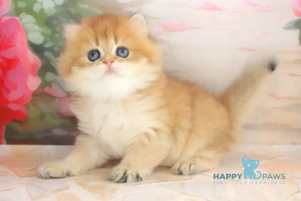 Arina British Longhair female black golden shaded live animals