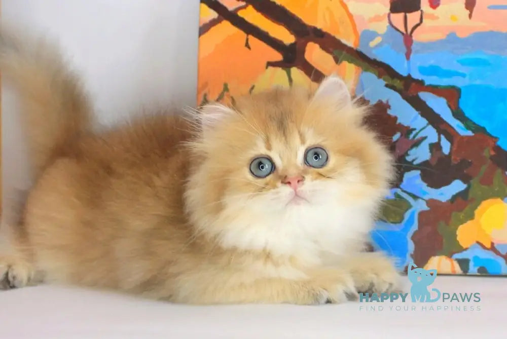 Arina British Longhair female black golden shaded live animals