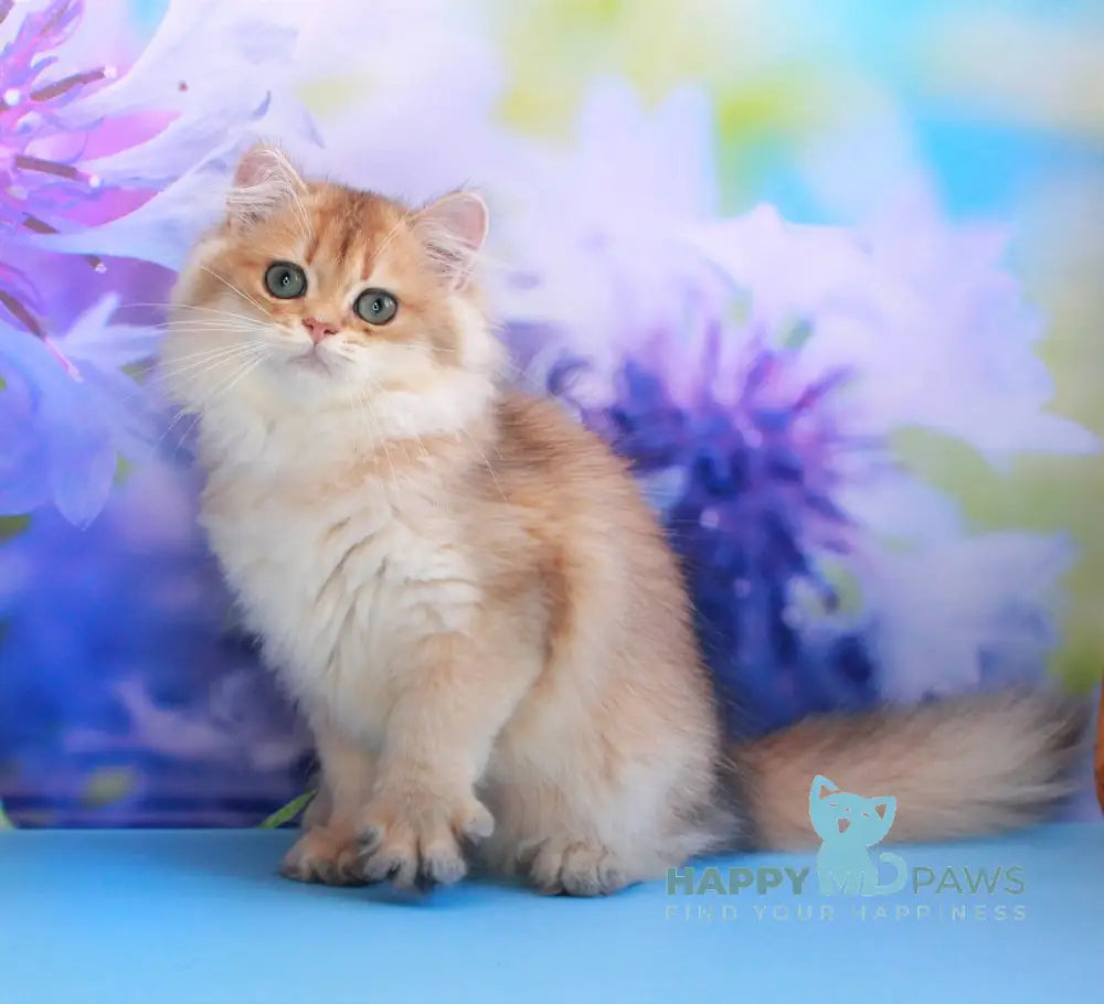Arina British Longhair female black golden shaded live animals