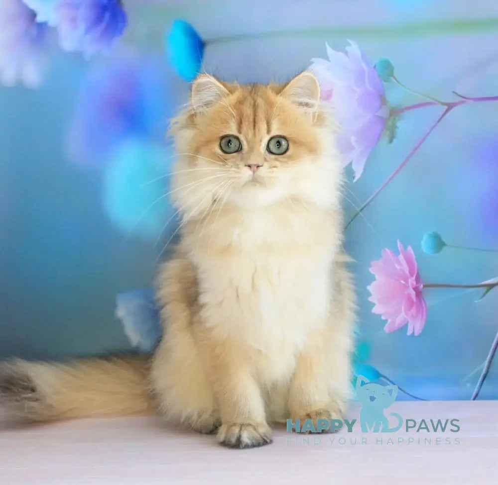 Arina British Longhair female black golden shaded live animals