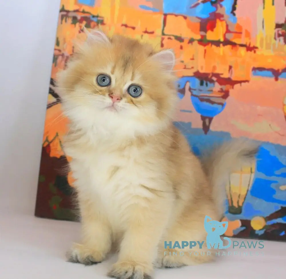 Arina British Longhair female black golden shaded live animals
