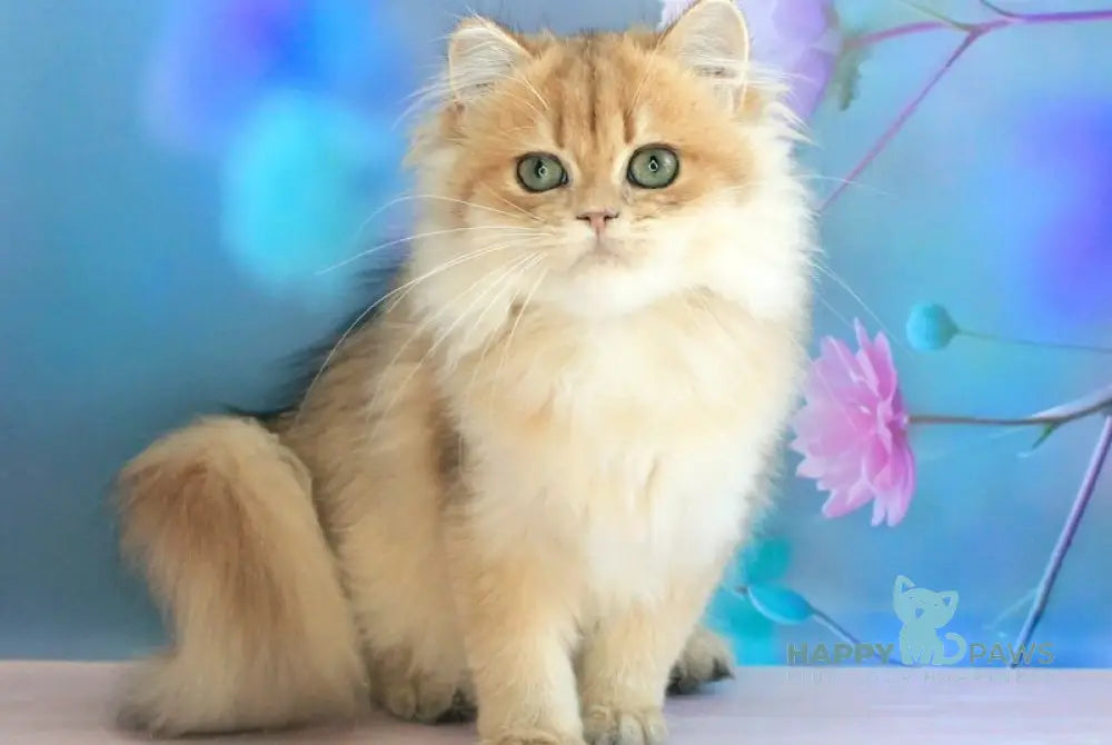 Arina British Longhair female black golden shaded live animals