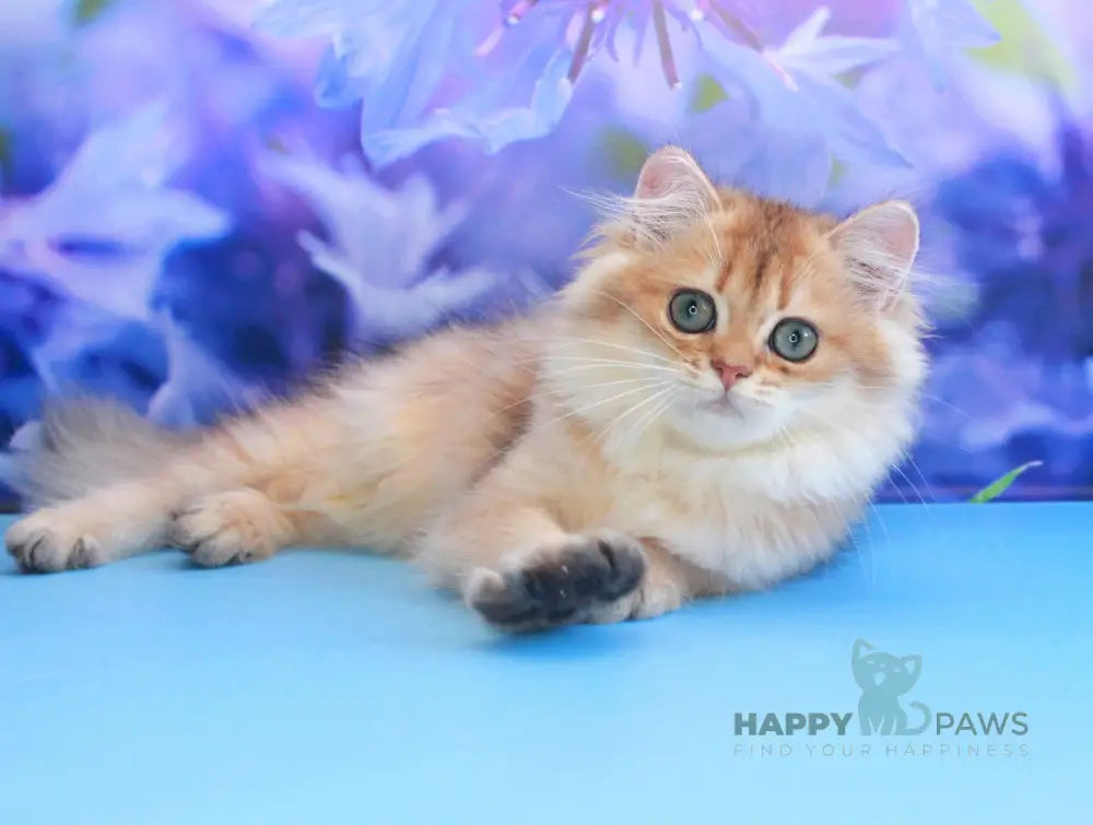 Arina British Longhair female black golden shaded live animals