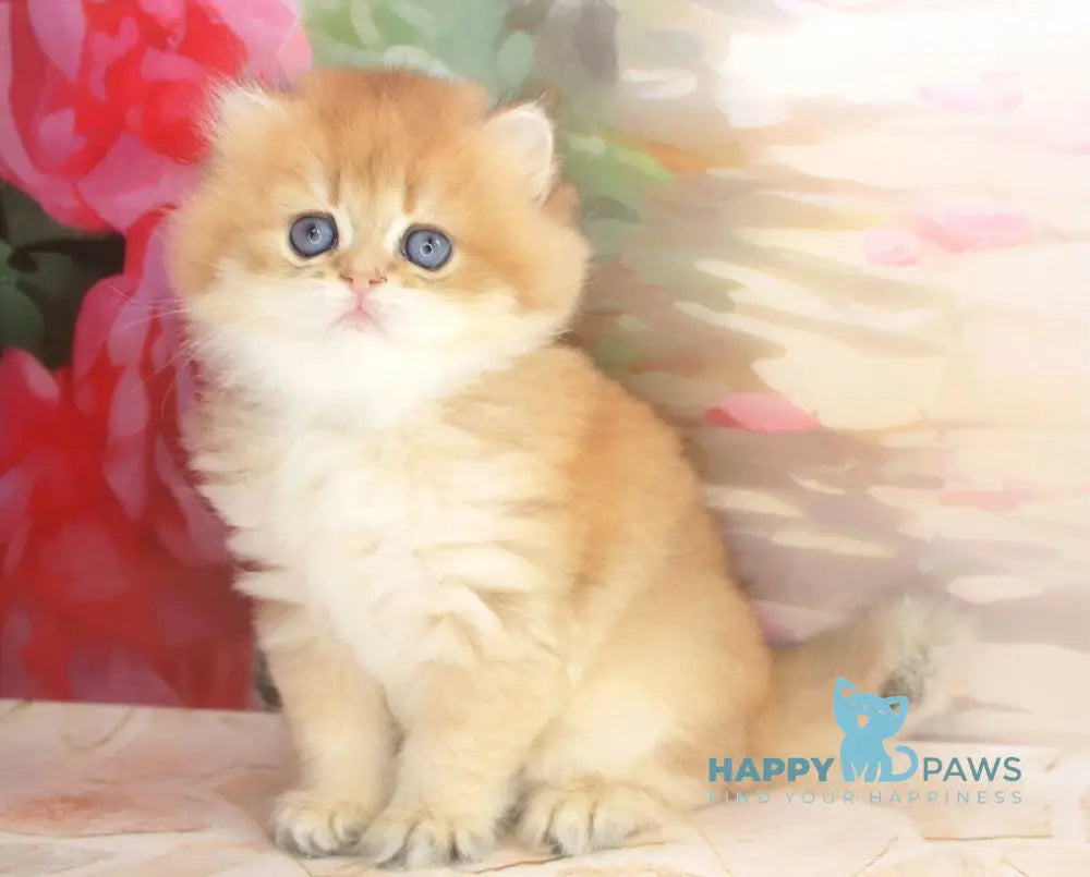 Arina British Longhair female black golden shaded live animals