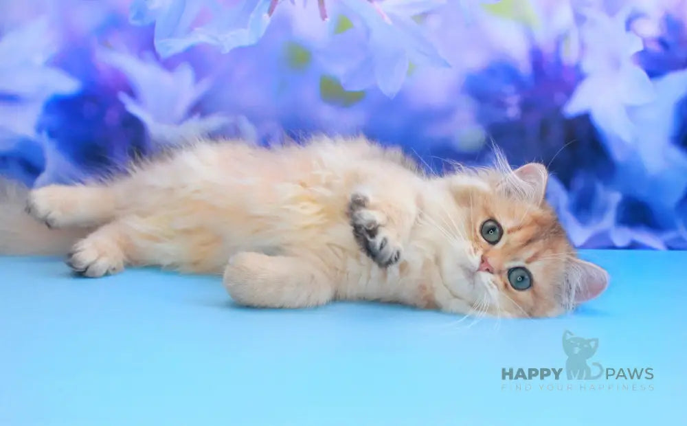 Arina British Longhair female black golden shaded live animals