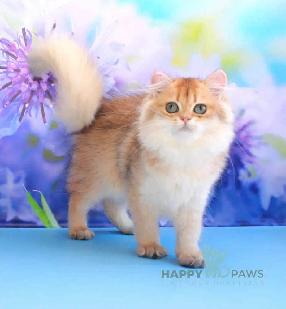 Arina British Longhair female black golden shaded live animals