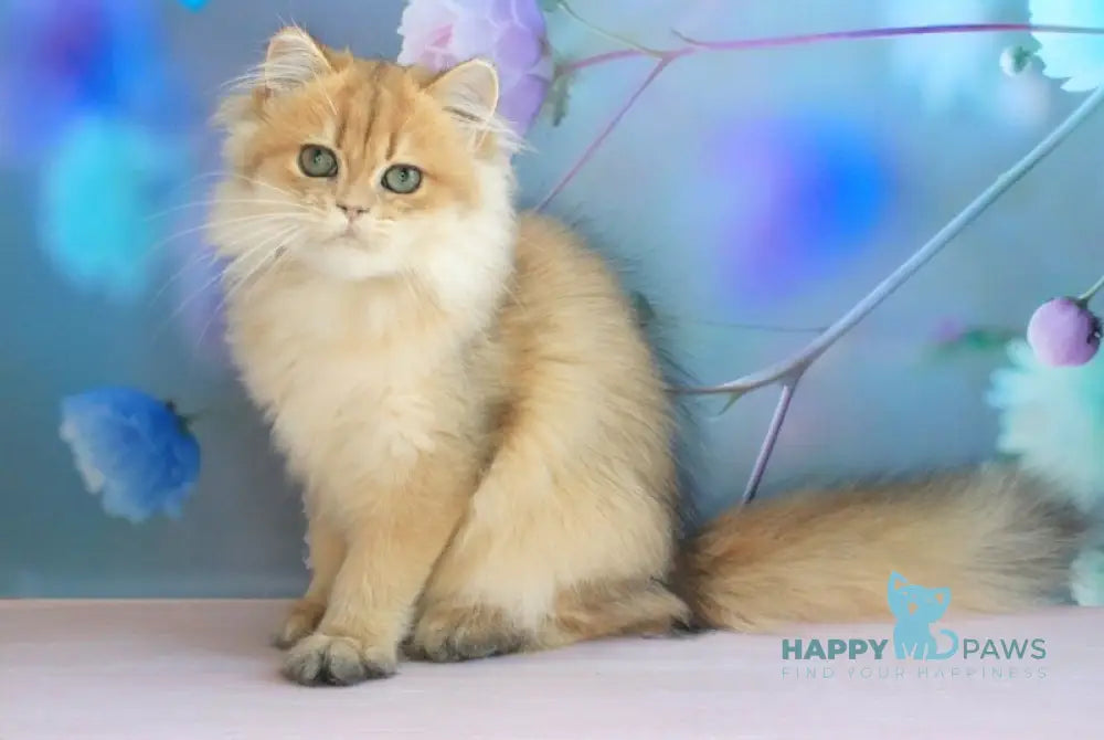 Arina British Longhair female black golden shaded live animals